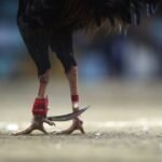 Blik op de tegenstander: Heerenveen